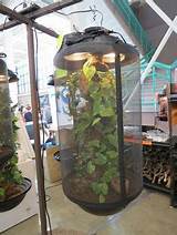 Cheap Misting Systems For Reptiles Images