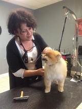 Images of Dog Grooming Little Silver Nj