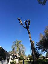 Images of Tree Service Pasco County