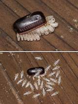Pictures of Cockroach Ootheca