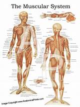 Acupuncture For Pelvic Floor Muscles