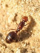 Queen Fire Ants Pictures