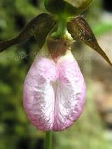 Pink Lady Slipper Flower Images