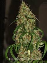 Pictures of Harvesting Marijuana Plants