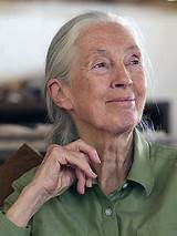 Images of Doctor Jane Goodall