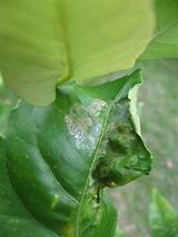 Images of Lemon Tree Pest Spray