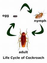Lifespan Of A Cockroach Images