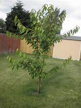 Bing Semi Dwarf Cherry Tree