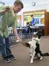 Therapy Dogs International Testing Requirements Photos
