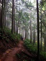 Images of Forest Park Portland Hikes