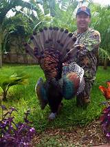 New Zealand Turkey Hunting Outfitters Images