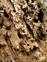 Photos of Tree Termite Damage