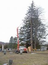 Photos of Above All Tree Service Inc