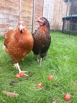 Omlet Chicken Fencing For Sale Pictures