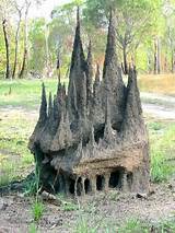 Photos of Termites Building Mounds