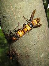 Japanese Wasp Vs Bees Photos