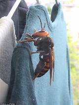 Japanese Killer Wasp