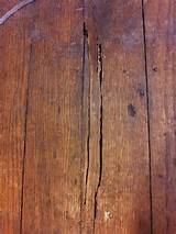 Visible Termite Damage Photos
