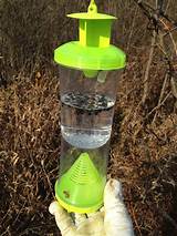 Wasp Trap Images