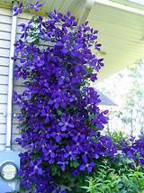 Pictures of Clematis Flowering Season