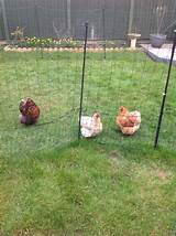 Omlet Chicken Fencing For Sale Photos
