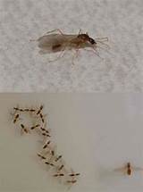 Termites Coming Through Ceiling Pictures