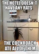 Cockroach Hotel Photos