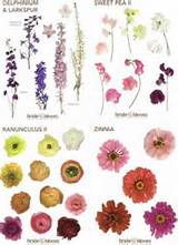 British Flowers Identification