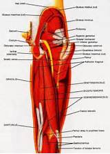 Inside Leg Muscle Exercises Pictures