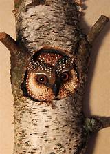 Pictures of Owl Wood Carvings For Sale