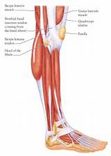 Pictures of Knee Muscle Strengthening