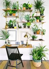 Plants On Wall Shelves