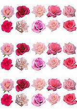 Pink Edible Flowers Images