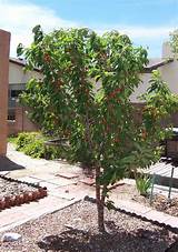 Photos of Bing Semi Dwarf Cherry Tree