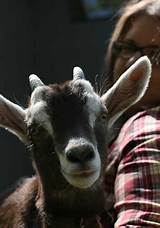 Raising Goat Pictures