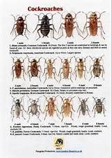 Cockroach Identification Photos