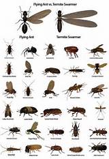 Images of Pest Identification