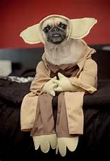 Pictures of Dog Clothes Yoda