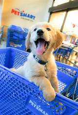 Pictures of Puppy Potty Training Classes Petsmart