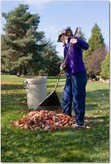 Photos of Yard Raking Service