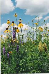 Prairie Grasses And Flowers Images
