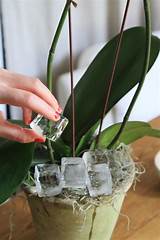 Pictures of How To Take Care Of Orchids Ice Cubes