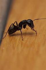 Pictures of Carpenter Ants Wisconsin
