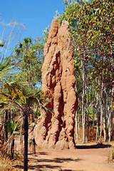 Images of Termite Hive