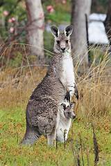 Images of Where Can Kangaroos Be Found