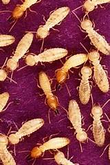 Images of Formosan Termite Nest