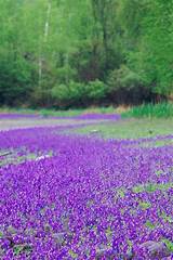 Photos of Field Of Purple Flowers Pictures