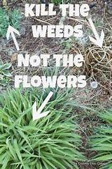 How To Stop Weeds From Growing In Flower Bed Pictures