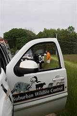Pictures of Wildlife Control Insurance