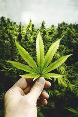 Photos of Cannabis Market Size